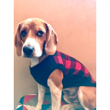 Roupas Pet Beagle 2 Peças