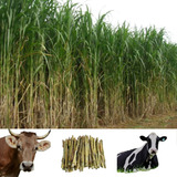 Rural Sementes Kit 100 Mudas Capim Elefante Capiaçu Brinde