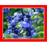 Salvia Azul Farinacea Blue Sage