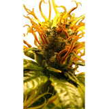 120w