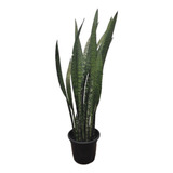 Sansevieria Espada De São Jorge Grande