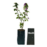 Saquinhos Para Mudas Saco Para Germinação 18x25cm 1kg