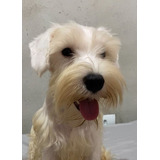 Schnauzer Femea Branca Bela