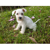 Schnauzer Femea Branca Bela