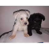 Schnauzer Femea Linda Filhota