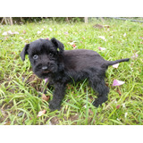 Schnauzer Femea Linda Filhota