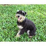 Schnauzer Filhote Todo Vacinado