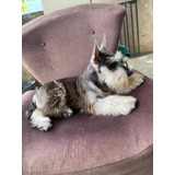 Schnauzer Filhotinho Bebe 7