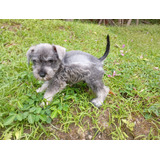 Schnauzer Machinho Belo Filhote