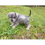 Schnauzer Machinho Belo Filhote