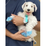 Schnauzer Macho 