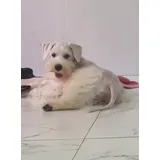 Schnauzer Macho