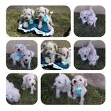 Schnauzer Mini Lindos Machos