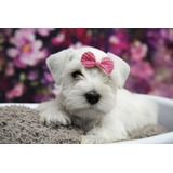 Schnauzer Miniatura Femea