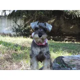 Schnauzer Miniatura Femeas
