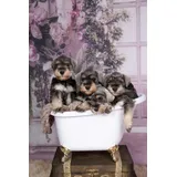 Schnauzer Miniatura Macho