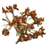 Schomburgkia Tipo Orquidea Rara