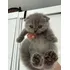 Scottish Fold Fêmea Cinza Blue Com Pedigree