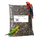 Semente 1 Kg Girassol Grande Pássaros Papagaio Graudo Limpa