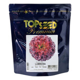 Semente De Alface Crespa Roxa Red Star Peletizada 2 000 Sem