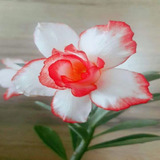 Semente De Rosa Do Deserto Mix Cores 10 Sementes Adenium