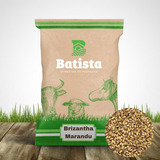 Sementes 5kg Brachiaria Brizantha Marandú Braquiarão