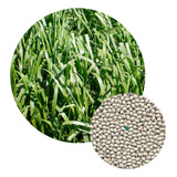 Sementes Braquiarão Revestida 6kg brizantha Marandu 