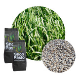 Sementes Brizantha Cv Marandu Revestida 30 Kg