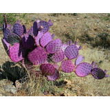 Sementes Cactos Opuntia Violacea Frete Barato P Mudas