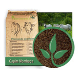 Sementes Capim Mombaça 20kg Safra Nova