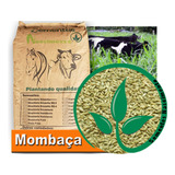 Sementes Capim Mombaça 40kg Safra Recente Frete Gratis