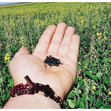 Sementes Crotalária Juncea Embalagem 3 0 Kg 