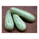 Sementes De Abobobrinha Caserta