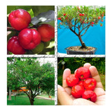 Sementes De Acerola Gigante De Brinde Outras Para Mudas