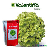 Sementes De Alface Crespa Valentina 7 500 Sementes Sakata