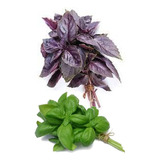 Chá