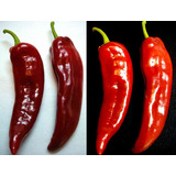 Capsicum