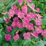 Sementes De Asarina Rosa Trepadeira Flor Para Mudas