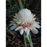 Etlingera