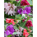 Flor