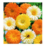 Flor