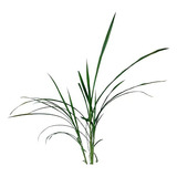 Plantas