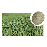 Sementes De Capim Hibrido Mg18 Aries 3kg De Sementes