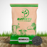 Sementes De Capim Mombaça 10 Kg P Vacas cavalos Incrustada