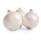 Sementes De Cebola Branca Alibaba Variedade Gourmet