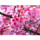 Sementes De Cerejeira Sakura Rosa Frete Grátis