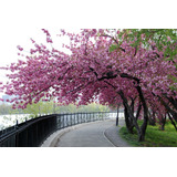 Sementes De Cerejeira Sakura Rosa Para Plantios