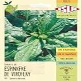 Sementes