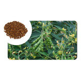 Sementes De Feijao Guandu Anao Pac C 5kg