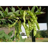 Sementes De Feijão Guandú Fava Larga Resiste A Seca 500gr